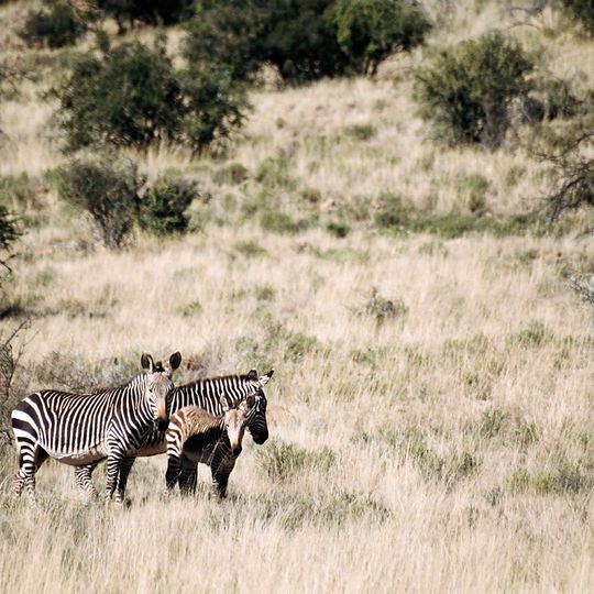 Mountain Zebra National Park