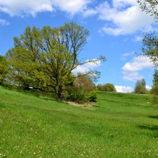 Dub u osady Černýš