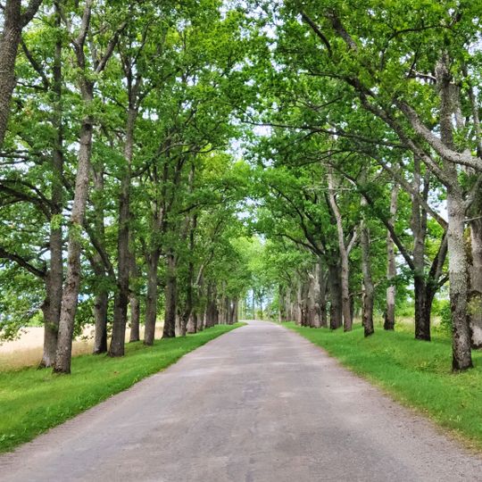 Ziemeri oak alley