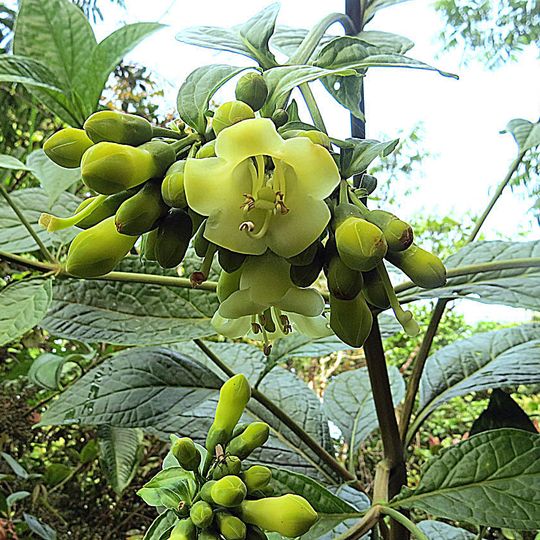 Wildsumaco Wildlife Sanctuary