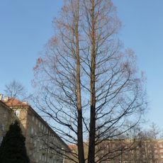 Porubská Metasequoia