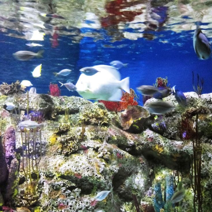 North Carolina Aquarium At Fort Fisher