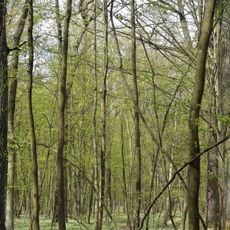Стенжаричівський заказник