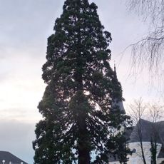 Mammutbaum in Mattighofen