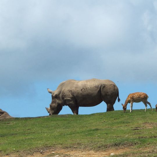 Kyushu African Safari