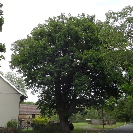 Naturdenkmal Stieleiche vor Dorfstraße 17 , Flur 4, Flurstück 41 in Teurow