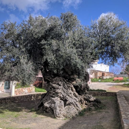 Olive tree of Vouves