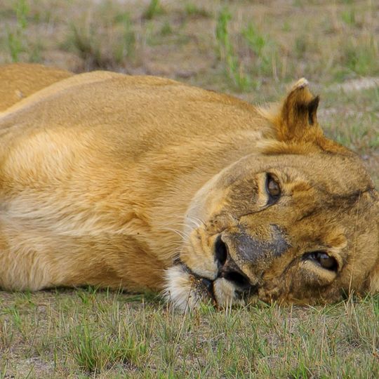 Liuwa Plain National Park