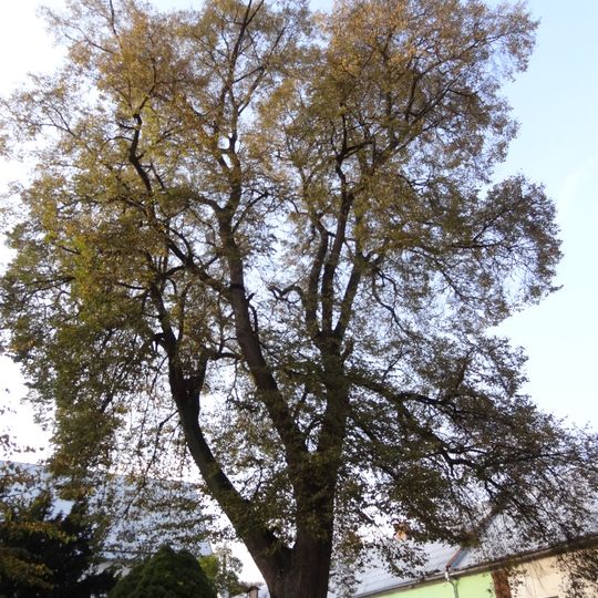 Lípa Johanna II. z Lichtenštejna