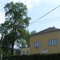 Lípa u školy v Mašově