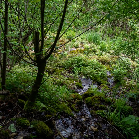 Tuffquellen am linken Ufer der Laudach