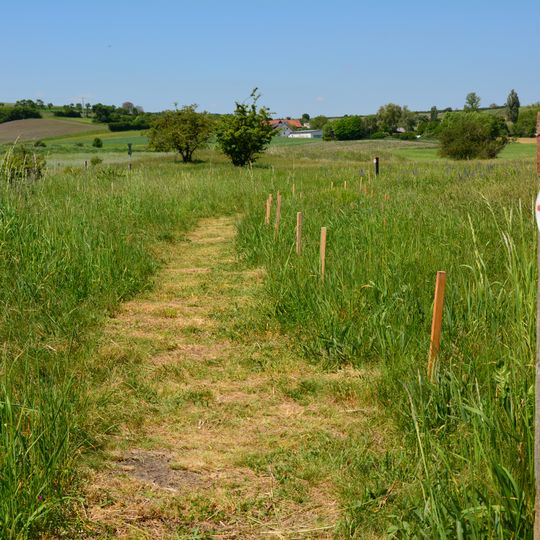 Külsheimer Gipshügel