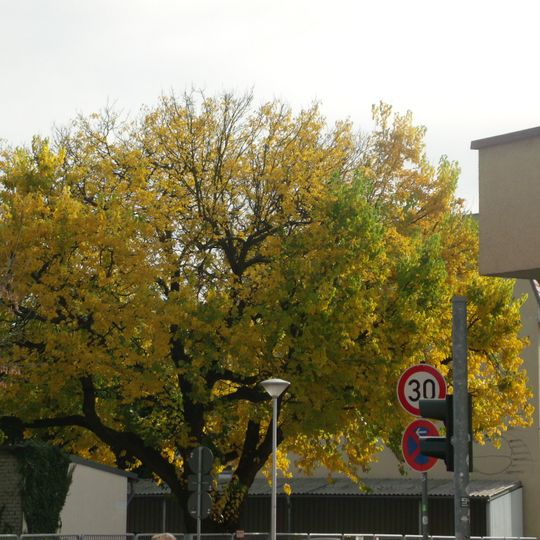 Naturdenkmal [[Maulbeerbaum]]-[[Weiße Maulbeere]] Schillerstraße Nr. 7, am Grundstückszaum in Mitte