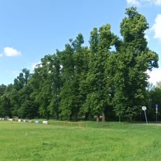 Lipová alej podél hřiště a koupaliště