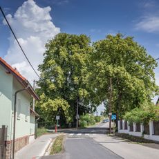 Lípy v Hrusicích u Božích muk