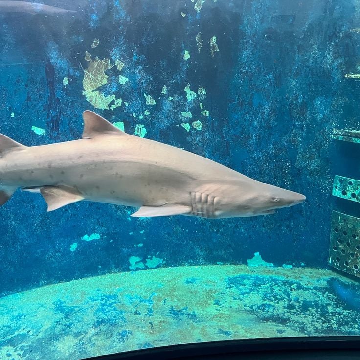 Great Aquarium Saint-Malo