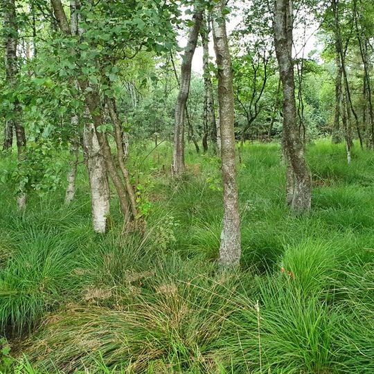 Schwarzes Moor bei Dannhorn