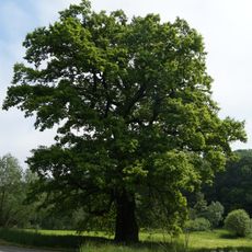 Die Saueiche von Büßfeld