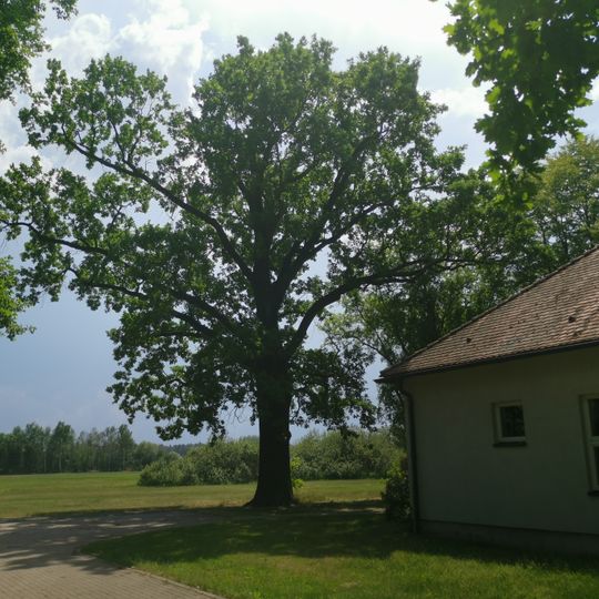 Naturdenkmal Stieleiche vor Kirche