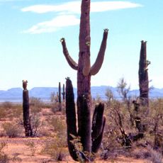 Parco nazionale dei Saguaro