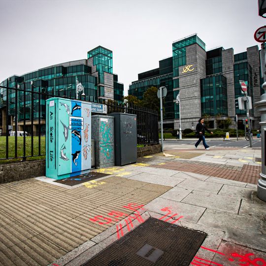 A School of Dolphins