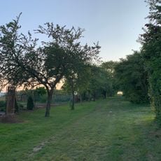 Birnbaumreihe im Gewann Birkach