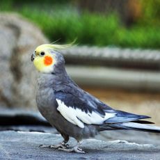 Albinia National Park