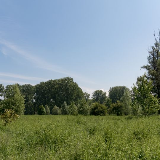 Hammer Aue von Gernsheim und Groß-Rohrheim