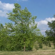 University of Minnesota Landscape Arboretum