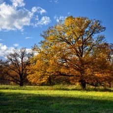 Stromy ve Vintířovském parku