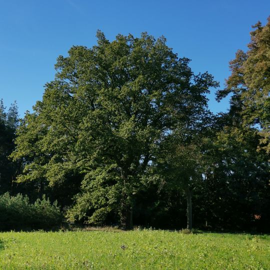 Naturdenkmal Eiche bei Ohnewitz
