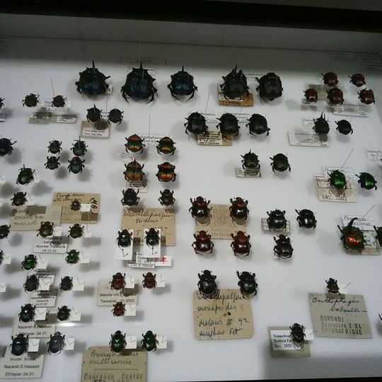 Naramachi Entomological museum of Dung beetles