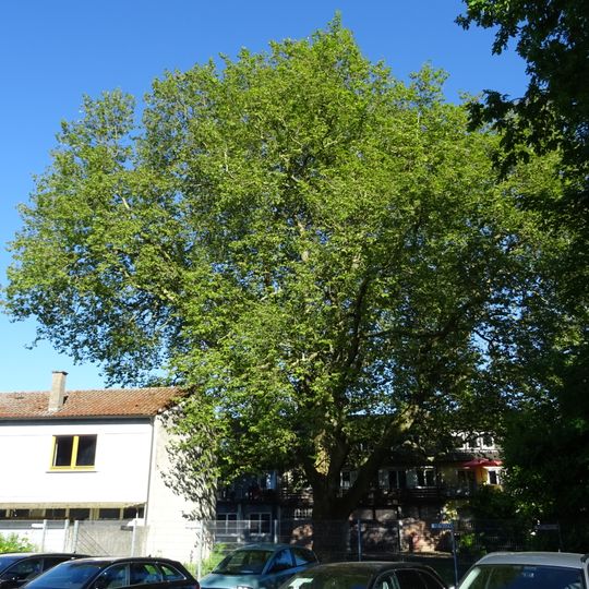 Platane Talfinger Straße 13