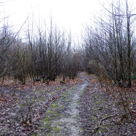 Sissinghurst Park Wood
