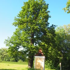 Stieleiche in St. Martin