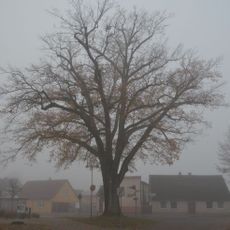 Naturdenkmal Stiel-Eiche Töpferstraße auf einem Straßendreieck in Joachimsthal