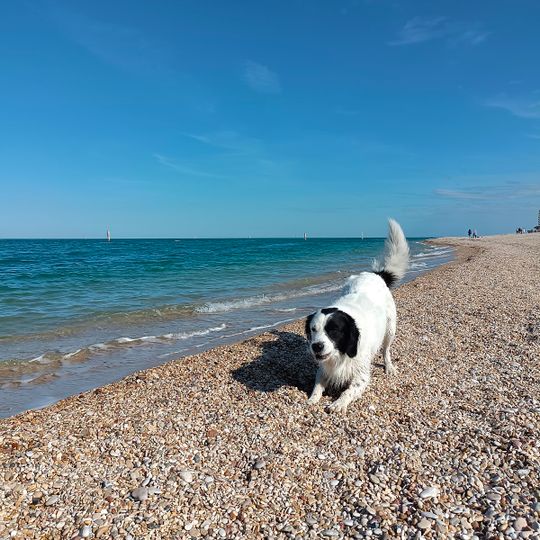 Spiaggia Libera con accesso consentito per animali domestici