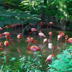 Ardastra Gardens & Wildlife Conservation Centre