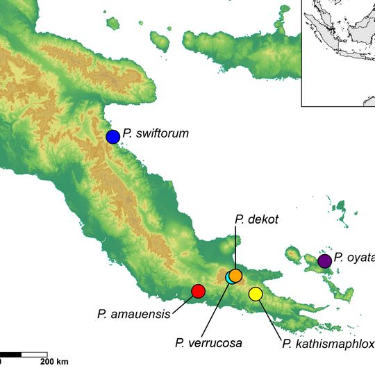 Papuan Peninsula
