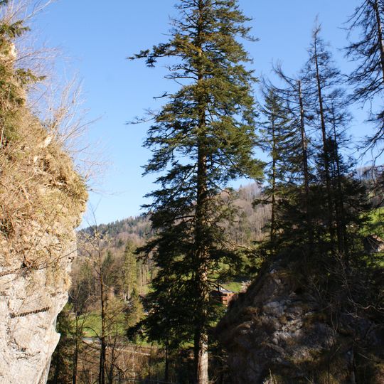Natural monument of silver fir
