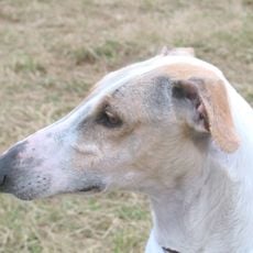 Lebrela de Términos