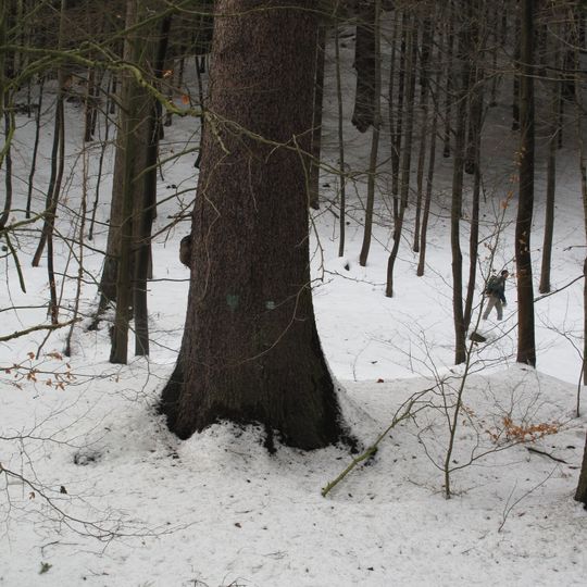 Památné smrky u Kamenice