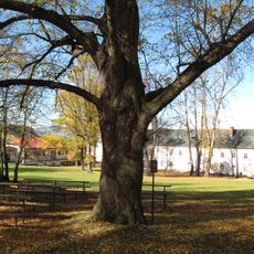 Lípa srdčitá v zámeckém parku