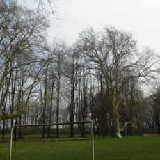 Park pałacowy