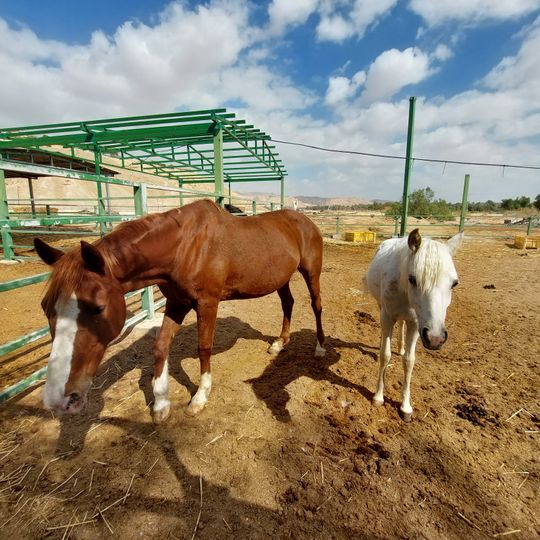 חווה לרכיבה טיפולית