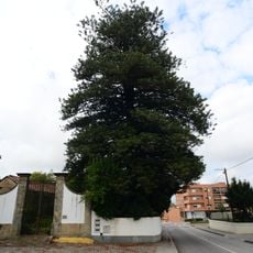 Árvore isolada em Paços Brandão - Casa da Portela
