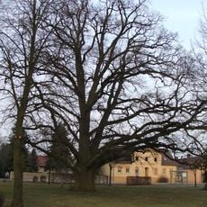 Naturdenkmal Stieleiche an der Kirche Langennaundorf