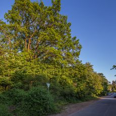 Eichen- und Akazienwäldchen