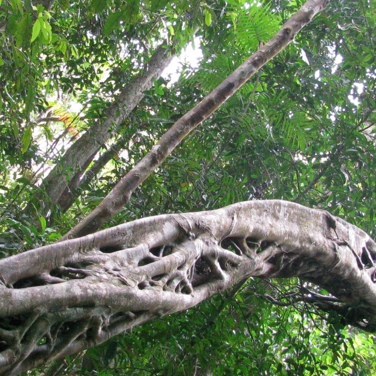 Centro Didattico Daintree Discovery