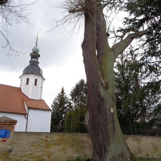 Naturdenkmal Sommerlinde in Lieskau